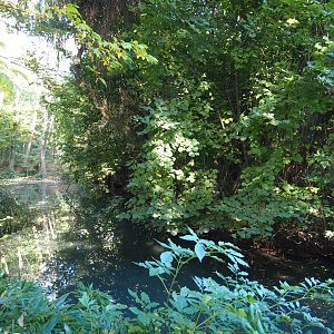 Dalmatian pelican exhibit, 2022-10-09