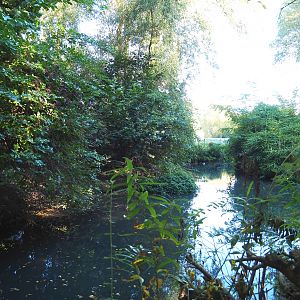 Dalmatian pelican exhibit, 2022-10-09