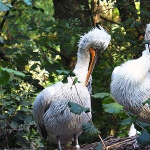 Dalmatian pelican (Pelecanus crispus), 2022-10-09