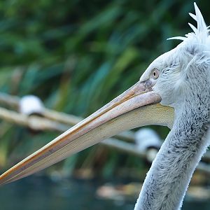 Dalmatian pelican (Pelecanus crispus), 2022-10-09