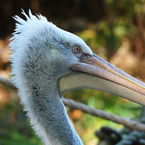 Dalmatian pelican (Pelecanus crispus), 2022-10-09