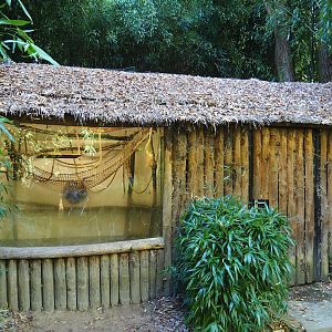 Yellow-breasted capuchin house, 2022-10-09