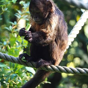 Yellow-breasted capuchin (Sapajus xanthosternos), 2022-10-09