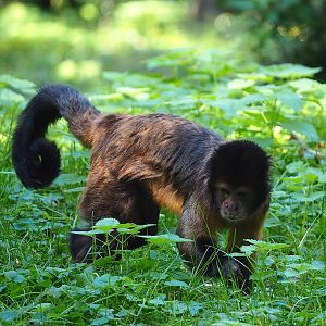 Yellow-breasted capuchin (Sapajus xanthosternos), 2022-10-09