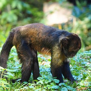 Yellow-breasted capuchin (Sapajus xanthosternos), 2022-10-09