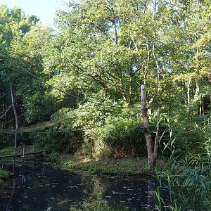 Red-faced black spider monkey and Bolivian squirrel monkey island, 2022-10-09