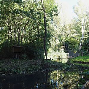 Red-faced black spider monkey and Bolivian squirrel monkey island, 2022-10-09