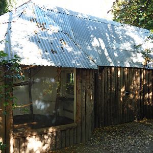 Red-faced black spider monkey and Bolivian squirrel house, 2022-10-09