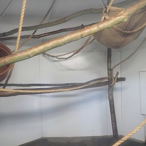 Red-faced black spider monkey and Bolivian squirrel indoor housing, 2022-10-09