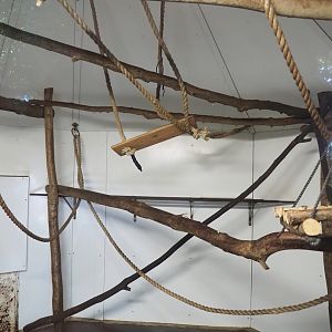 Red-faced black spider monkey and Bolivian squirrel indoor housing, 2022-10-09