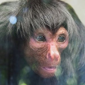 Red-faced black spider monkey (Ateles paniscus), 2022-10-09