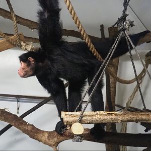 Red-faced black spider monkey (Ateles paniscus), 2022-10-09