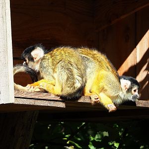 Bolivian squirrel monkeys (Saimiri boliviensis boliviensis), 2022-10-09