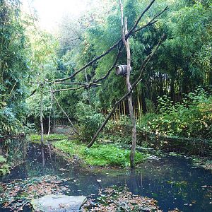 Crab-eating raccoon exhibit, 2022-10-09