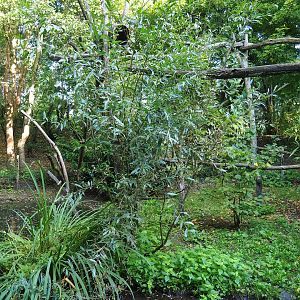 Crab-eating raccoon exhibit, 2022-10-09