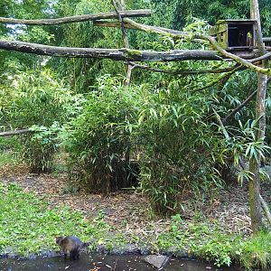 Crab-eating raccoon exhibit, 2022-10-09