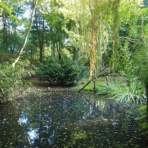 Crab-eating raccoon exhibit, 2022-10-09