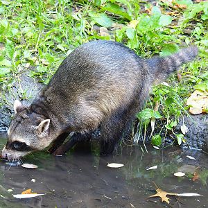 Crab-eating raccoon (Procyon cancrivorus), 2022-10-09