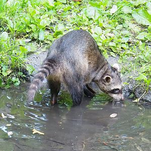 Crab-eating raccoon (Procyon cancrivorus), 2022-10-09