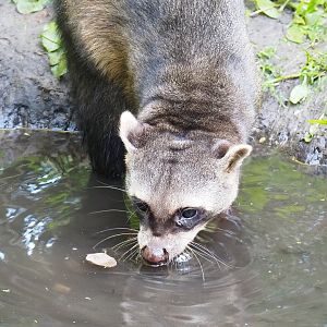 Crab-eating raccoon (Procyon cancrivorus), 2022-10-09