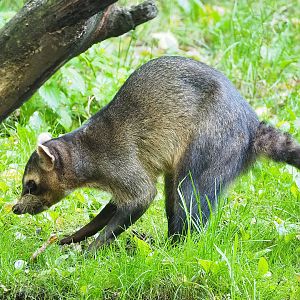 Crab-eating raccoon (Procyon cancrivorus), 2022-10-09