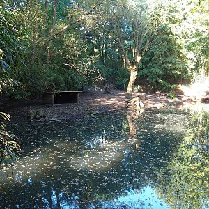 Collared peccary paddock, 2022-10-09