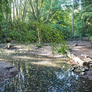 Collared peccary paddock, 2022-10-09