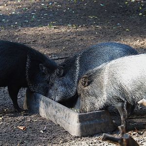 Collared peccaries (Pecari tajacu), 2022-10-09