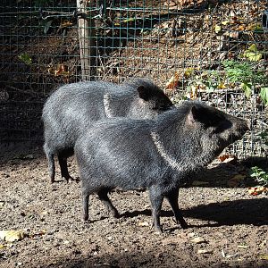 Collared peccaries (Pecari tajacu), 2022-10-09