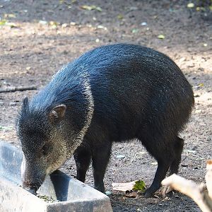 Collared peccary (Pecari tajacu), 2022-10-09