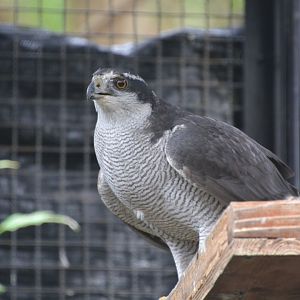 Japanese northern goshawk (Accipiter gentilis fujiyamae)