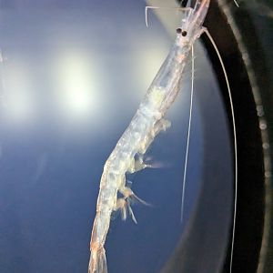 Japanese glass shrimp(Pasiphaea japonica)
