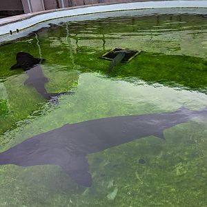 Kaluga (Huso dauricus)