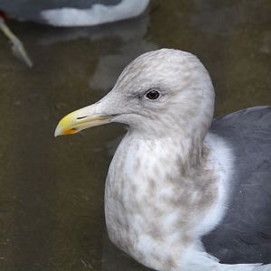 Slaty-backed gull (Larus schistisagus)
