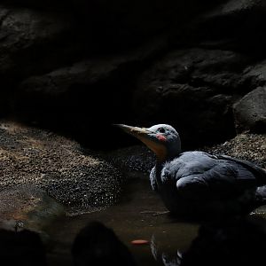 Great slaty woodpecker (Mulleripicus pulverulentus)