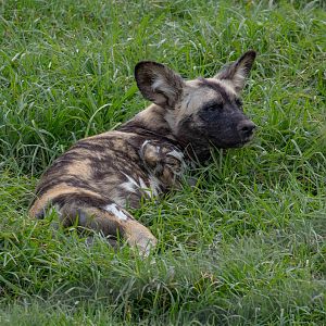 African Wild Dog