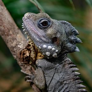 Boyd's Forest dragon