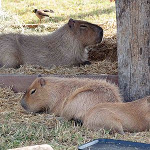 Capybara
