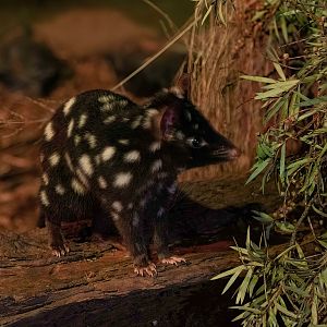 Eastern Quoll