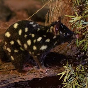 Eastern Quoll