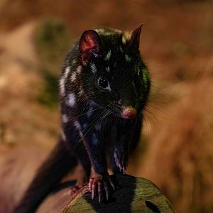 Eastern Quoll