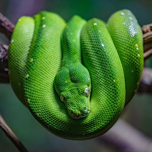 Green Tree Python