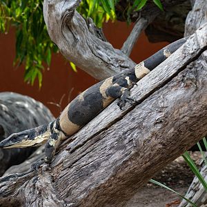 Bell's Phase Lace Monitor