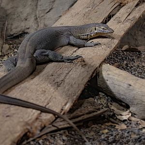 Merten's Water Monitor