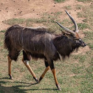 Nyala