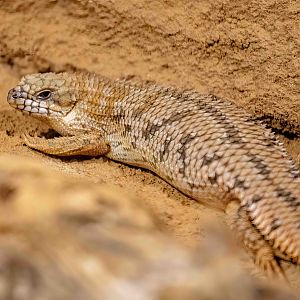 Pygmy Spinytail Skink