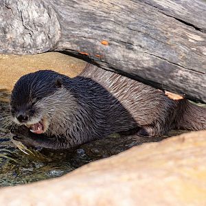 Small-clawed Otter