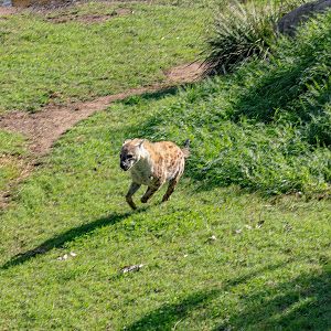 Spotted Hyena