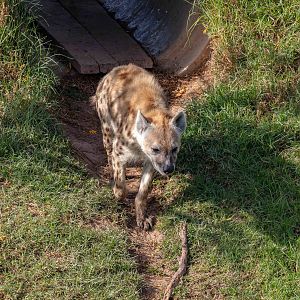 Spotted Hyena
