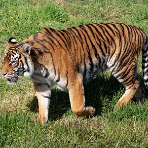 Sumatran Tiger